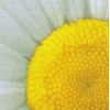 Miniatura de foto de Antimanchas flores muticolor