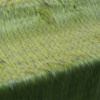 Miniatura de foto de Pelo malva amarillo