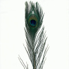 Miniatura de foto de Pluma de pavo real 90 cm