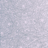 Miniatura de foto de Terciopelo estampado celeste, gris